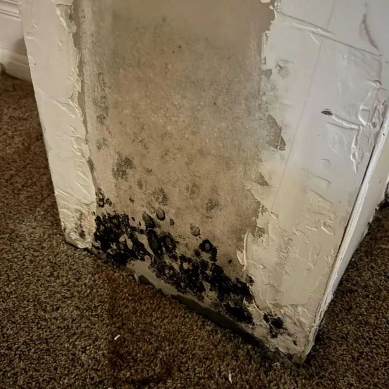 Professional Mold Removal in Jersey City, NJ